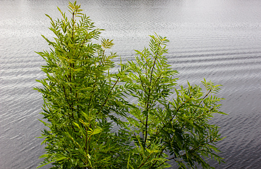 Green tree against the background of water. Leaves on tree branches against the background of dark water, river.