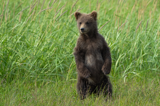 Cute brown bear cub walking in Lake Clark Alaska