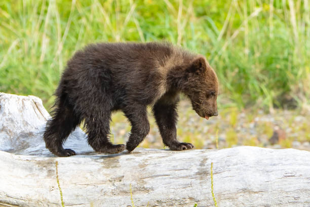 istock Brown Bear cub in Alaska 1684960451