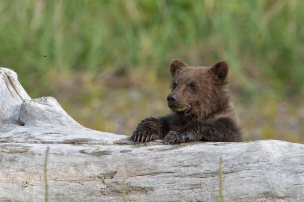 istock Brown Bear cub in Alaska 1684960970