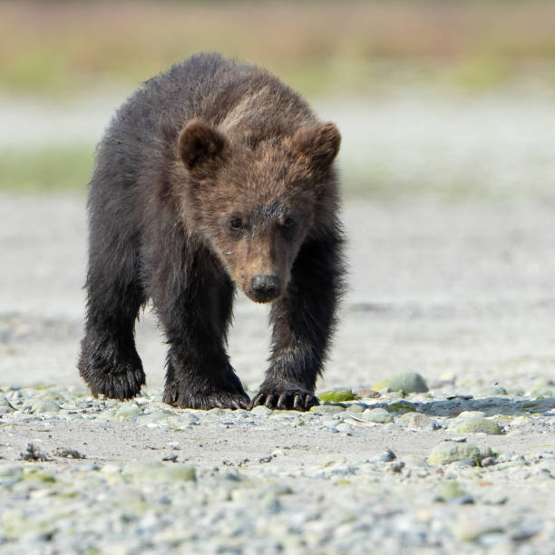 istock Brown Bear cub in Alaska 1684960989