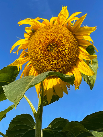 Stock photo showing close-up view of sunflower (Helianthus annuus) with yellow petals and disk florets in the centre highlighted against a clear blue sunny sky.