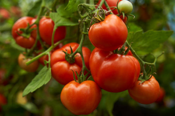 istock Red tomatoes on a branch in a greenhouse. 1684965245