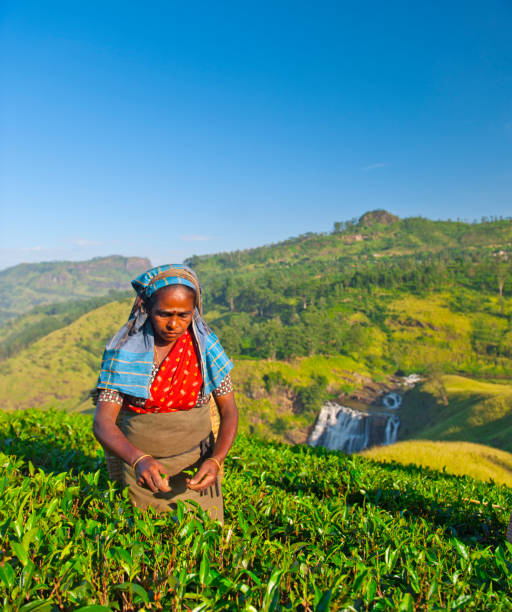 istock Sri Lankan woman picking tea leaves 168497712