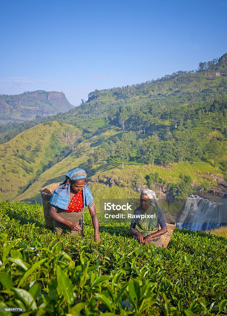 Foglie di tè in Sri Lanka - Foto stock royalty-free di Sri Lanka