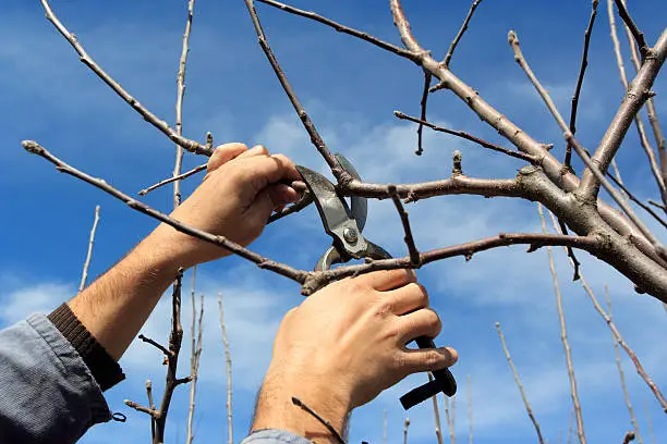 Cutting redundant branch of a tree in spring