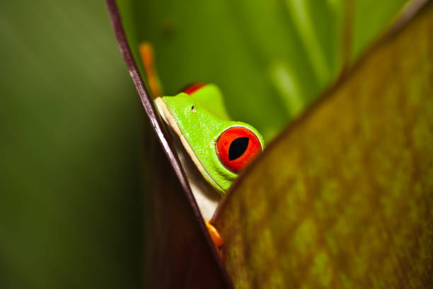 istock Frog on a plant in its natural environment 168497774