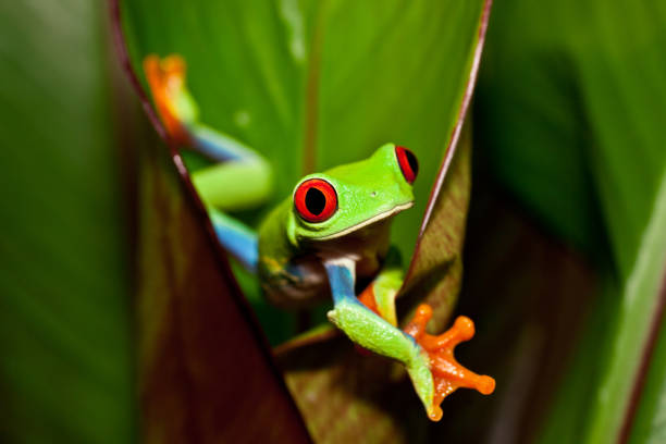 istock Frog on a plant in its natural environment 168497782