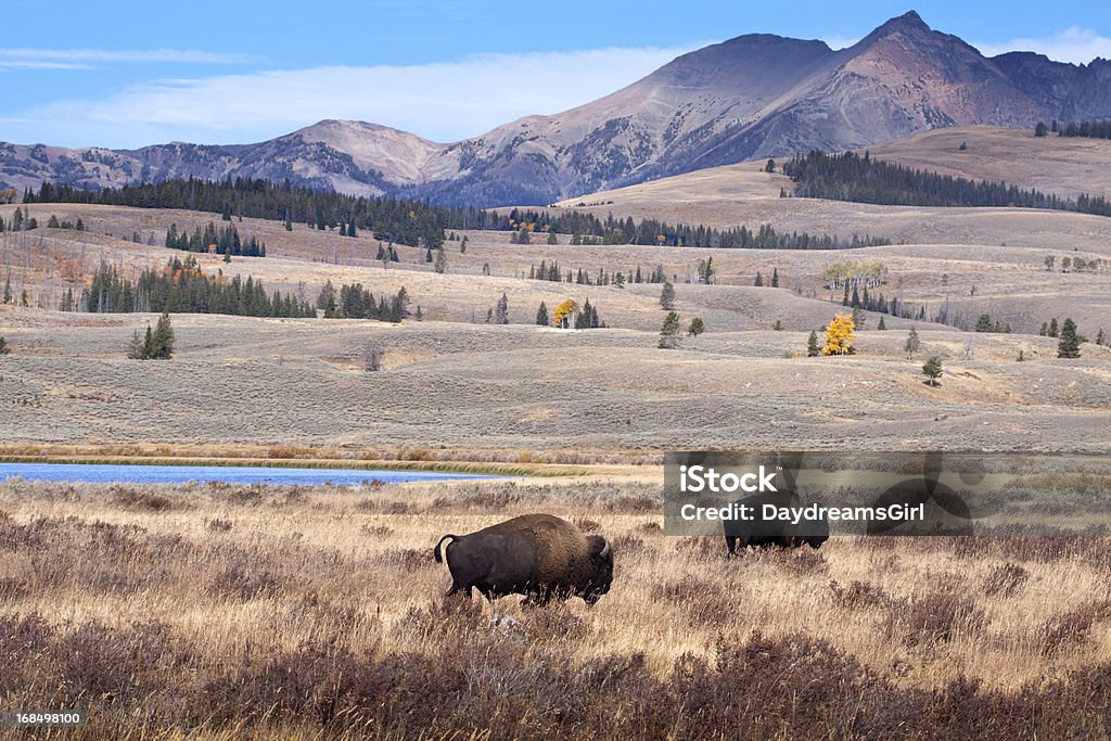 Buffalo oder Bison und Wildnis im Yellowstone - Lizenzfrei Fluss Yellowstone River Stock-Foto