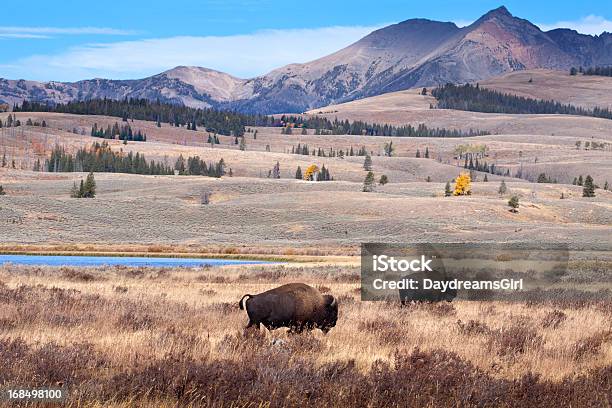 Photo libre de droit de Buffalo Ou Le Bison Sauvage Et De Yellowstone banque d'images et plus d'images libres de droit de Rivière Yellowstone - Rivière Yellowstone, Parc National de Yellowstone, Bison nord-américain
