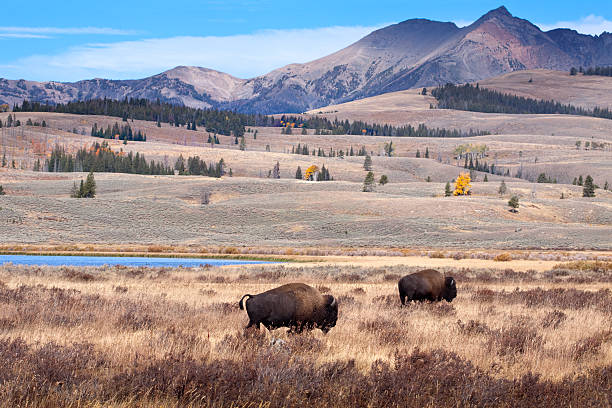 istock Buffalo or Bison and Wilderness in Yellowstone 168498100