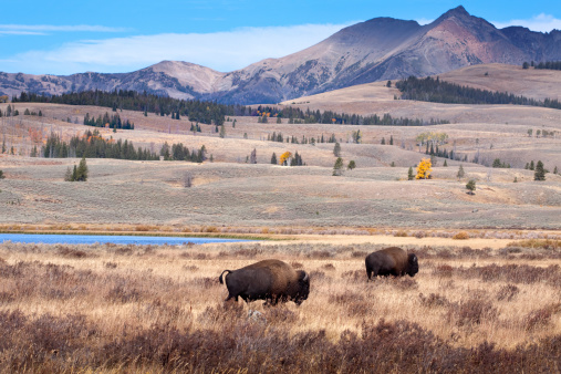 Two buffalo or bison in autumn foliage in Yellowstone National Park.