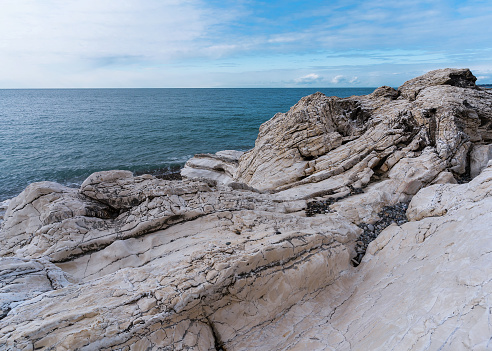 Fossil scallop shells from rocks on Gozo island, Malta