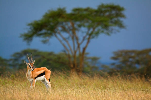 Lone Thompson's Gazelle against a stormy grassland and forest backdrop - Lake Nakuru National Park, Kenya