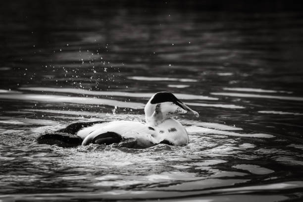 istock A beautiful Ancona Duck swimming on a Lake 1684991986