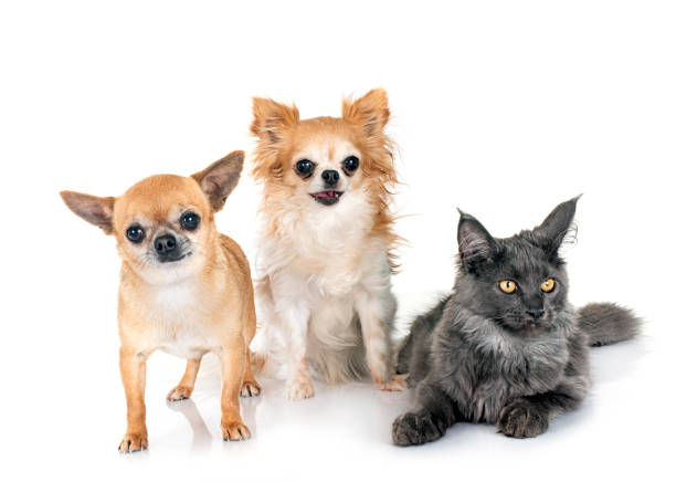 maine coon kitten and chihuahuas maine coon kitten and chihuahuas in front of white background short haired maine coon stock pictures, royalty-free photos & images