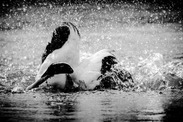Black and white image of two female (hen) tufted ducks (Aythya fuligula) that are having a quarrel as the one swimming behind is trying to bite the one in front of her (in her tail). A male (drake) tufted duck is watching in the background. The background is blurred (defocused).