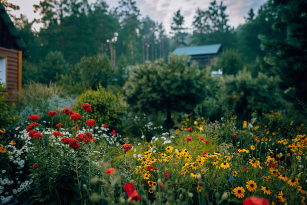 istock Garden with flowers 1685001263