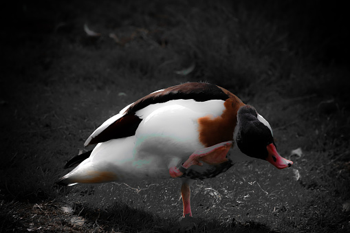 A beautiful animal portrait of a Shelduck enjoying the sunshine