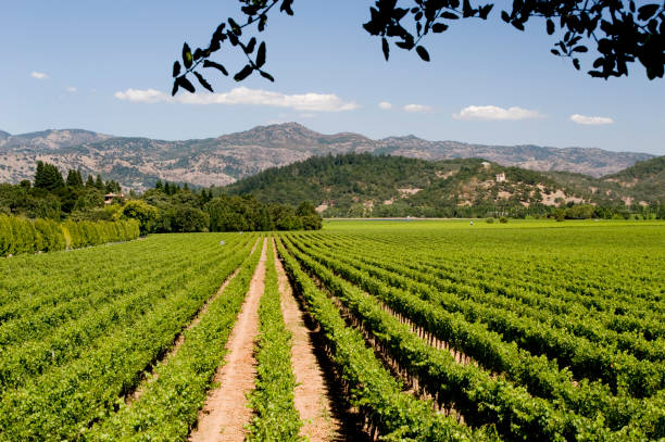 Vineyards and rows of grapevines, Napa Valley, California
