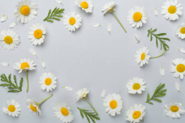 istock Flat lay with chamomile flowers on color background, top view 1685027379