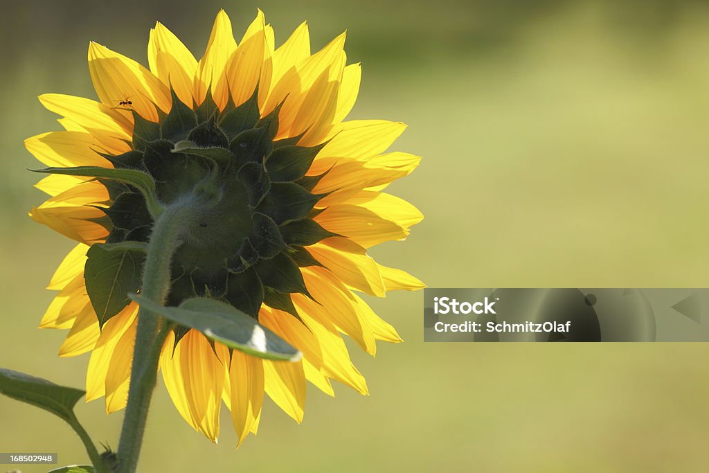 Gelbe Sonnenblume - Lizenzfrei Blume Stock-Foto