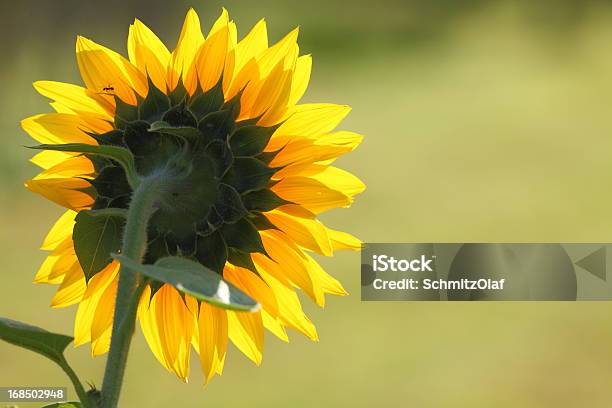 Gelbe Sonnenblume Stockfoto und mehr Bilder von Blume - Blume, Blüte, Blütenblatt