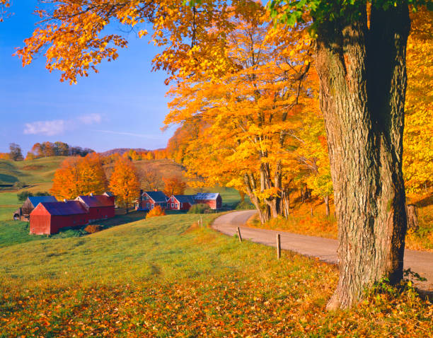 istock Autumn country side in Vermont 168504270