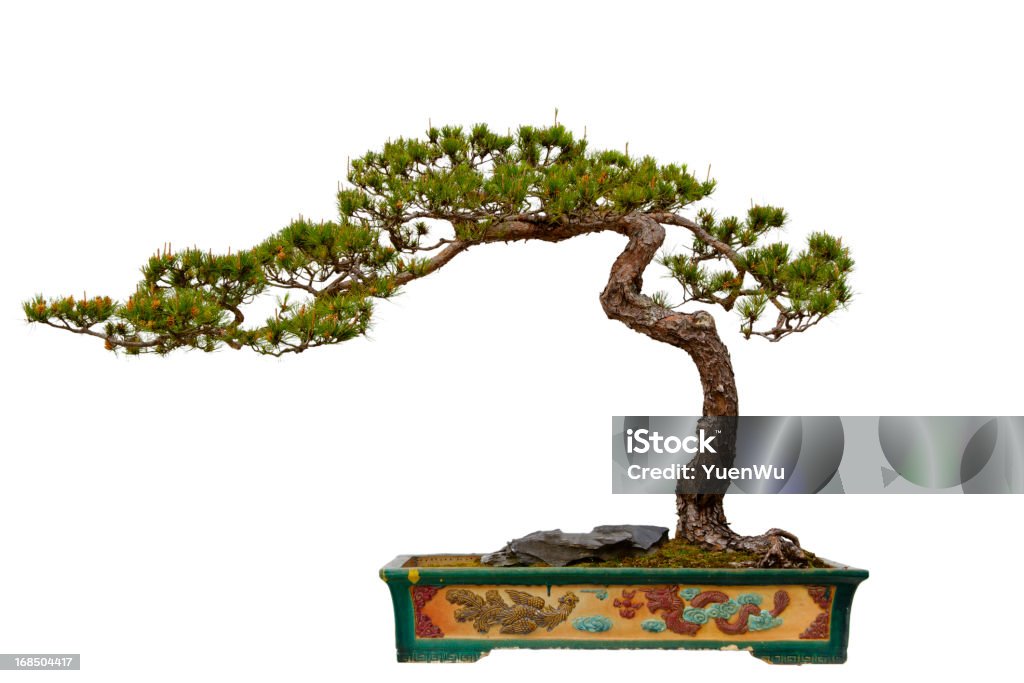 Pinus massoniana (Masson's Pine) bonsái - Foto de stock de Bonsái libre de derechos