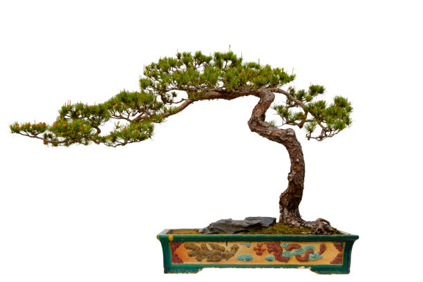 pinus massoniana (masson s pine) bonsai - plant size photos et images de collection