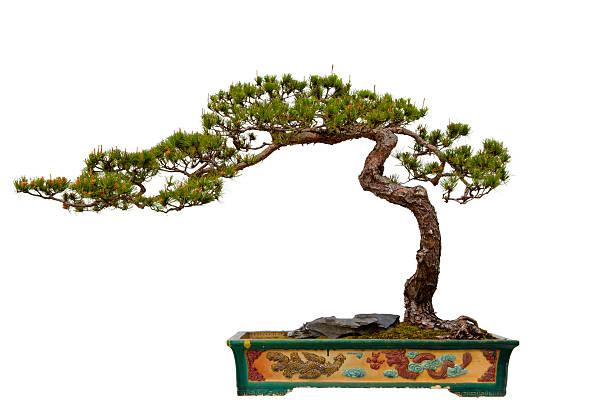 Pinus massoniana (Masson's Pine) bonsai A Pinus massoniana bonsai in a ceramic pot. Isolated on a white background - Pinus massoniana (English: Masson's Pine, Chinese Red Pine, Horsetail Pine) is a species of pine. bonsai tree stock pictures, royalty-free photos & images