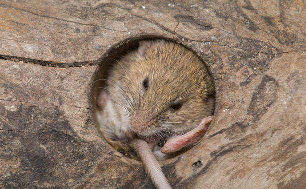 istock mouse in a wooden hole 1685045998