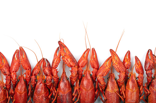 Many red crayfish on white background