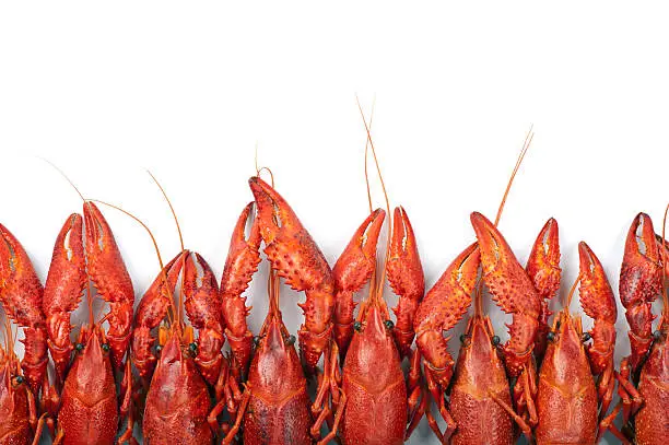 Photo of Many red crayfish