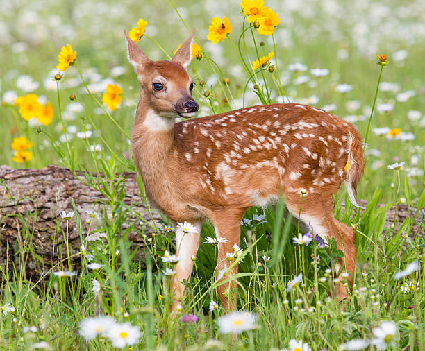 Deer Fawn White Tailed Deer Fawn in Meadow   fawn young deer stock pictures, royalty-free photos & images