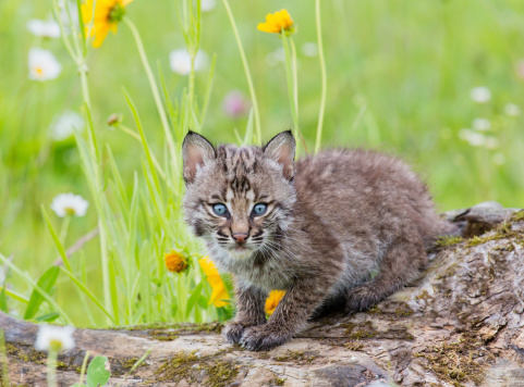 Juvenile Bobcat  