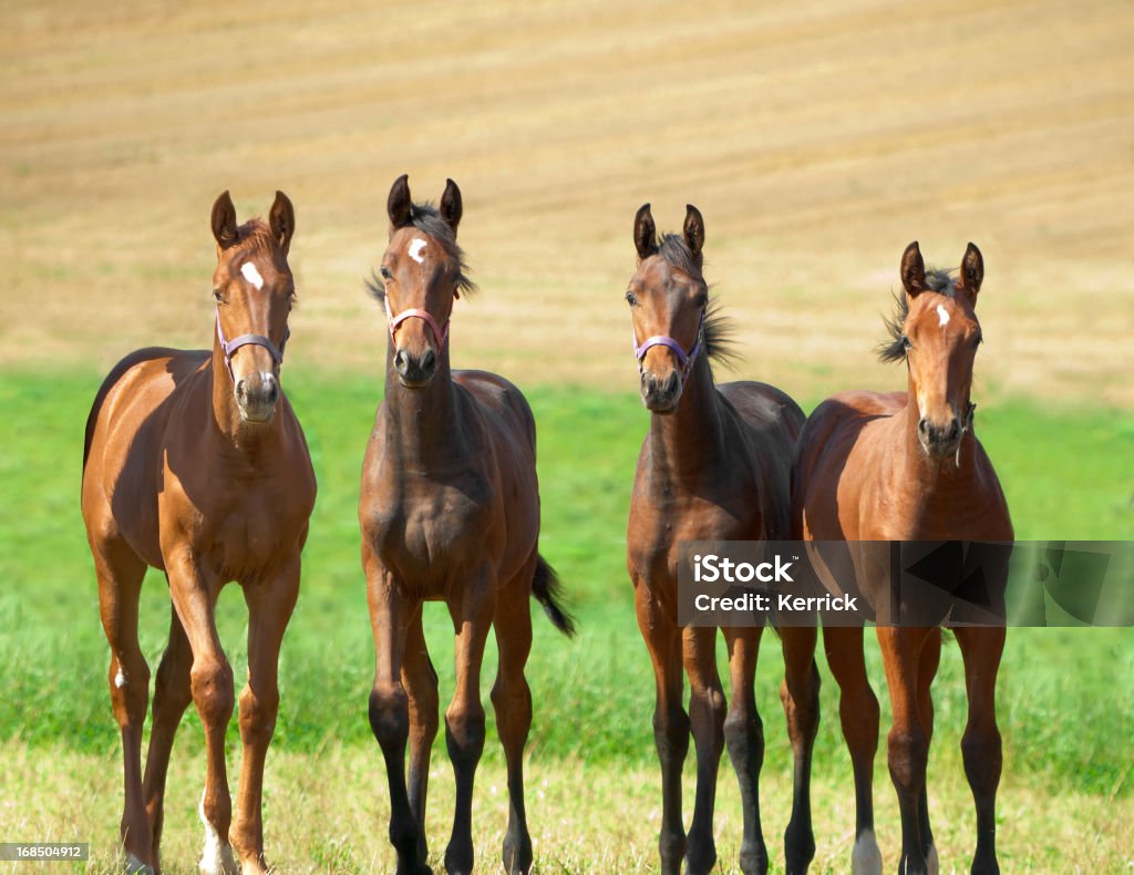 Junge Gang - Lizenzfrei Fohlen Stock-Foto