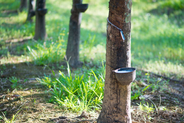 istock Rubber tree,Hevea brasiliensis or Para 1685050187