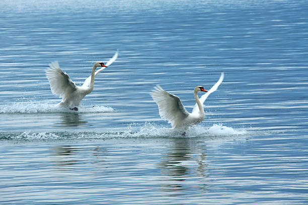 istock two swans in blue lake 168505051