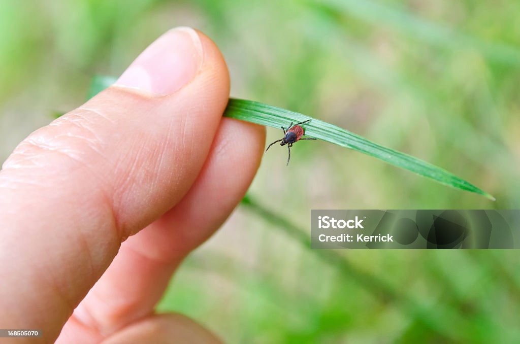 Erwachsener Häkchen zu Fuß in warme source-Natur von - Lizenzfrei Zecke Stock-Foto