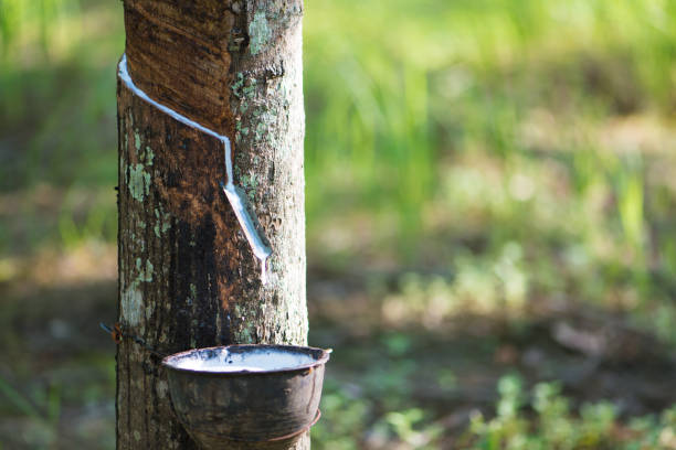 istock Rubber tree,Hevea brasiliensis or Para 1685050711