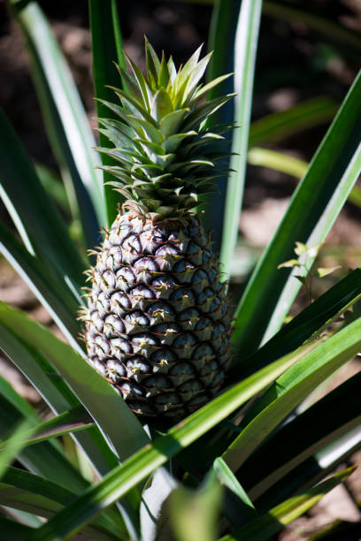 istock Green Pineapple in asia farm 1685051733