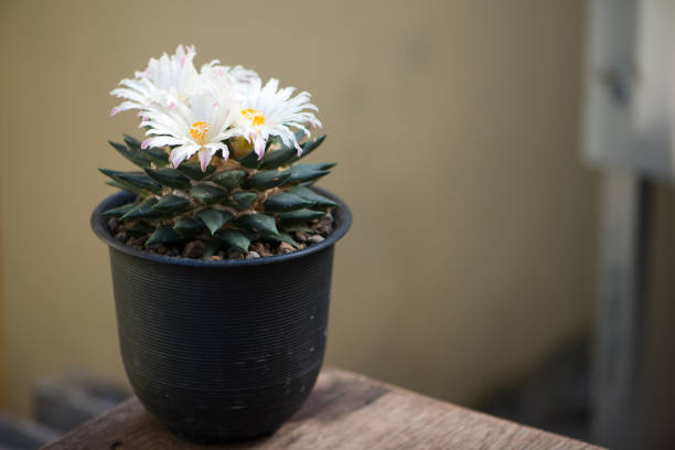 Ariocarpus trigonus cactus in pot and flower show agriculture background