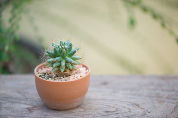 Mammillaria sp. cactus in flower pot