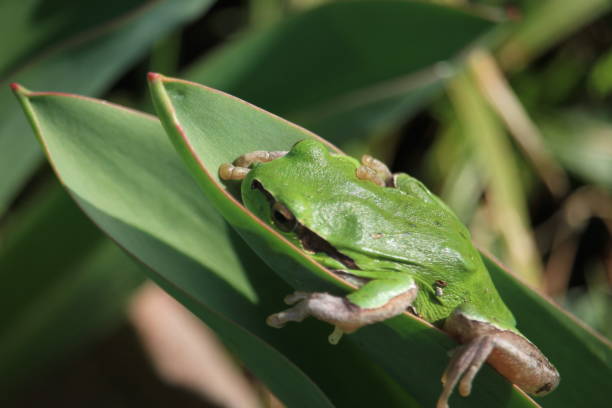 istock Europian green tree frog 1685069027