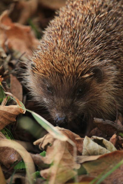 istock hedgehog during Autumn leaves 1685069088