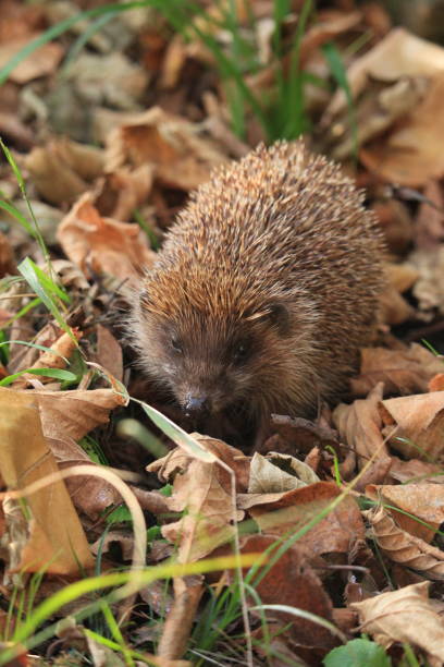 istock Hedgehog surrounded with leaves 1685069539