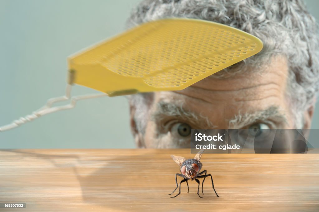 Hombre en comparación con mosca - Foto de stock de Matamoscas libre de derechos
