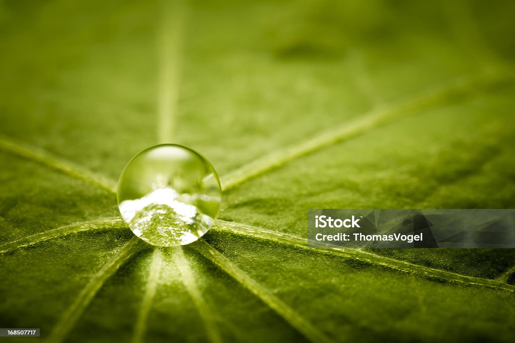 Gouttes d'eau sur Feuille verte - Photo de Lotus - Nénuphar libre de droits