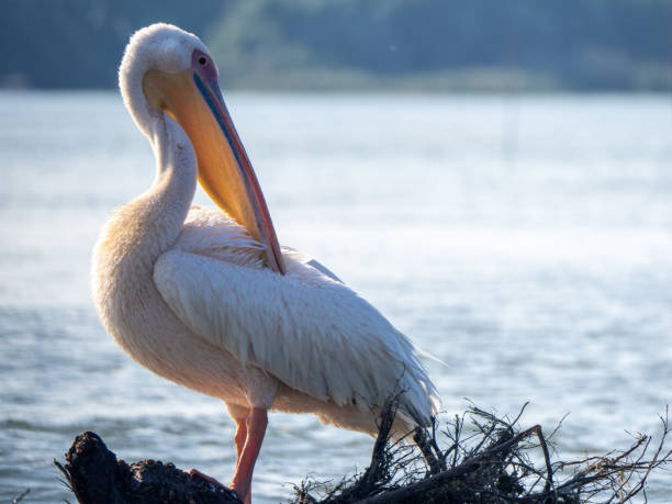 istock Pelican on Chiril lake, Danube Delta, Romania 1685080542